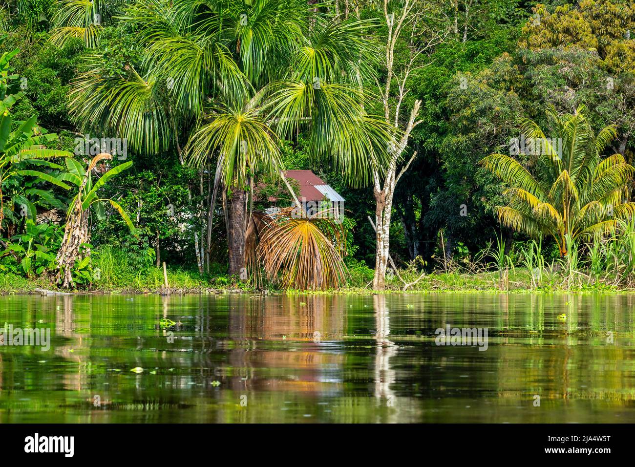 Amazon Rainforest Riverbank. Segeln Sie den Fluss Yanayacu entlang im Amazonasdschungel, in der Nähe von Iquitos, Peru. Südamerika. Stockfoto