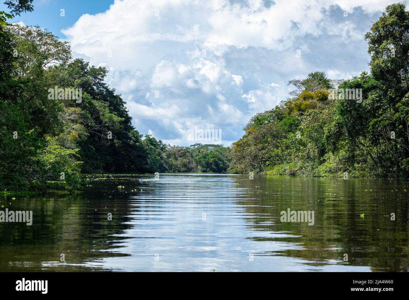 Amazon Rainforest Riverbank. Segeln Sie den Fluss Yanayacu entlang im Amazonasdschungel, in der Nähe von Iquitos, Peru. Südamerika. Stockfoto