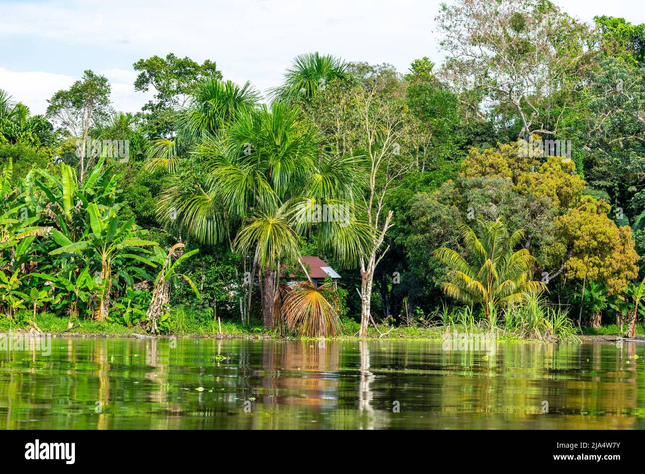 Amazon Rainforest Riverbank. Segeln Sie den Fluss Yanayacu entlang im Amazonasdschungel, in der Nähe von Iquitos, Peru. Südamerika. Stockfoto