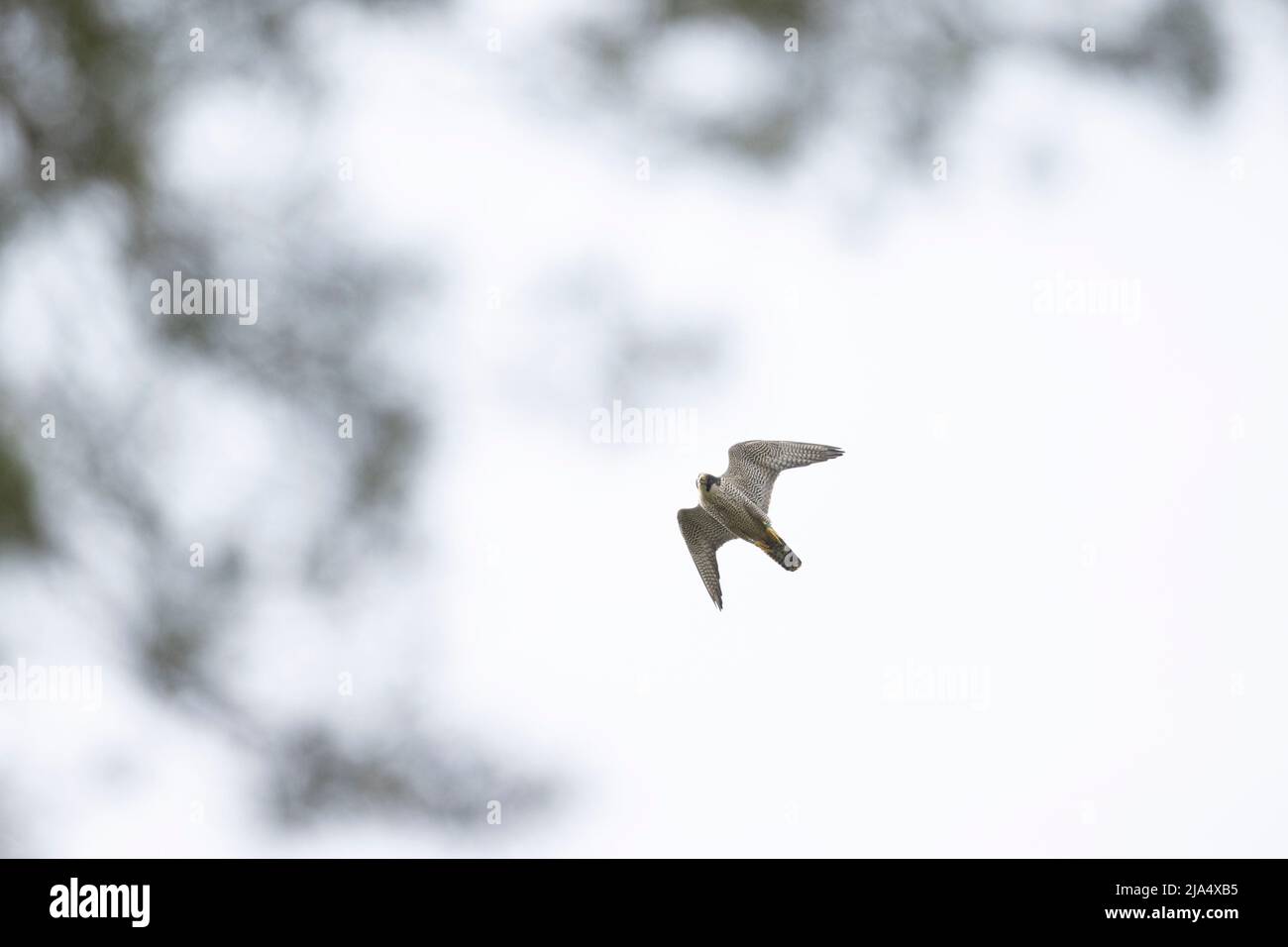 Ein erwachsener Falke (Falco peregrinus), der am Himmel fliegt. Stockfoto
