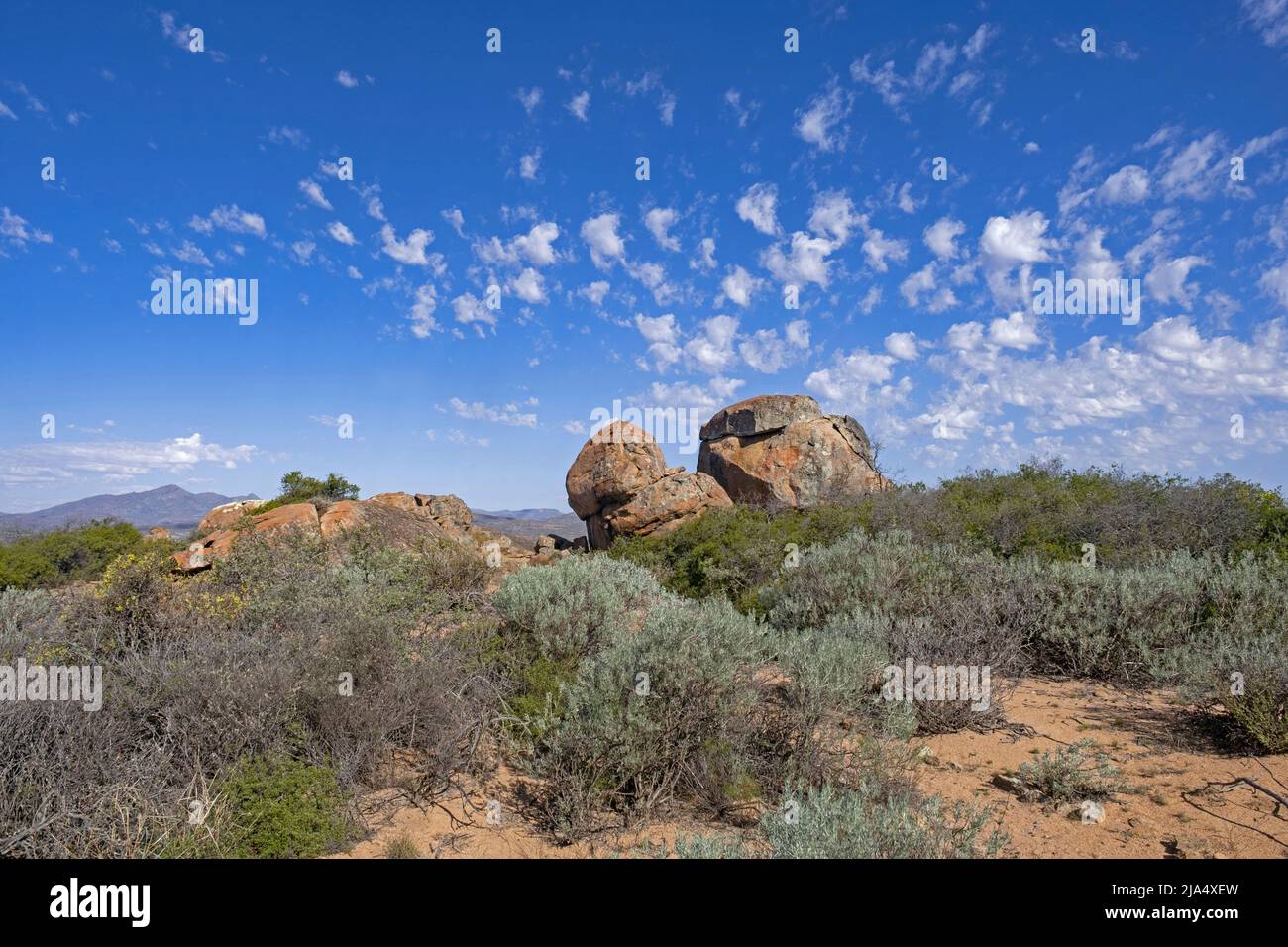 Halbwüstenlandschaft im Namaqua National Park, Namaqualand, Nordkap, Südafrika Stockfoto