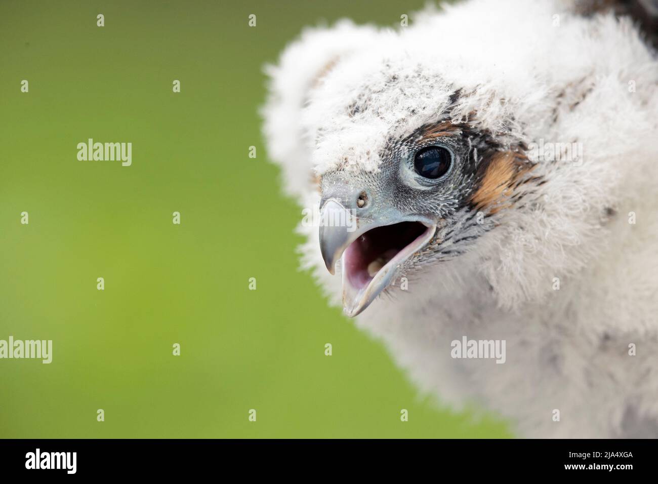 Ein Jungvögel der Peregrine Falcon (Falco Peregrinus), der sich mit einem Vogel verbannt. Stockfoto