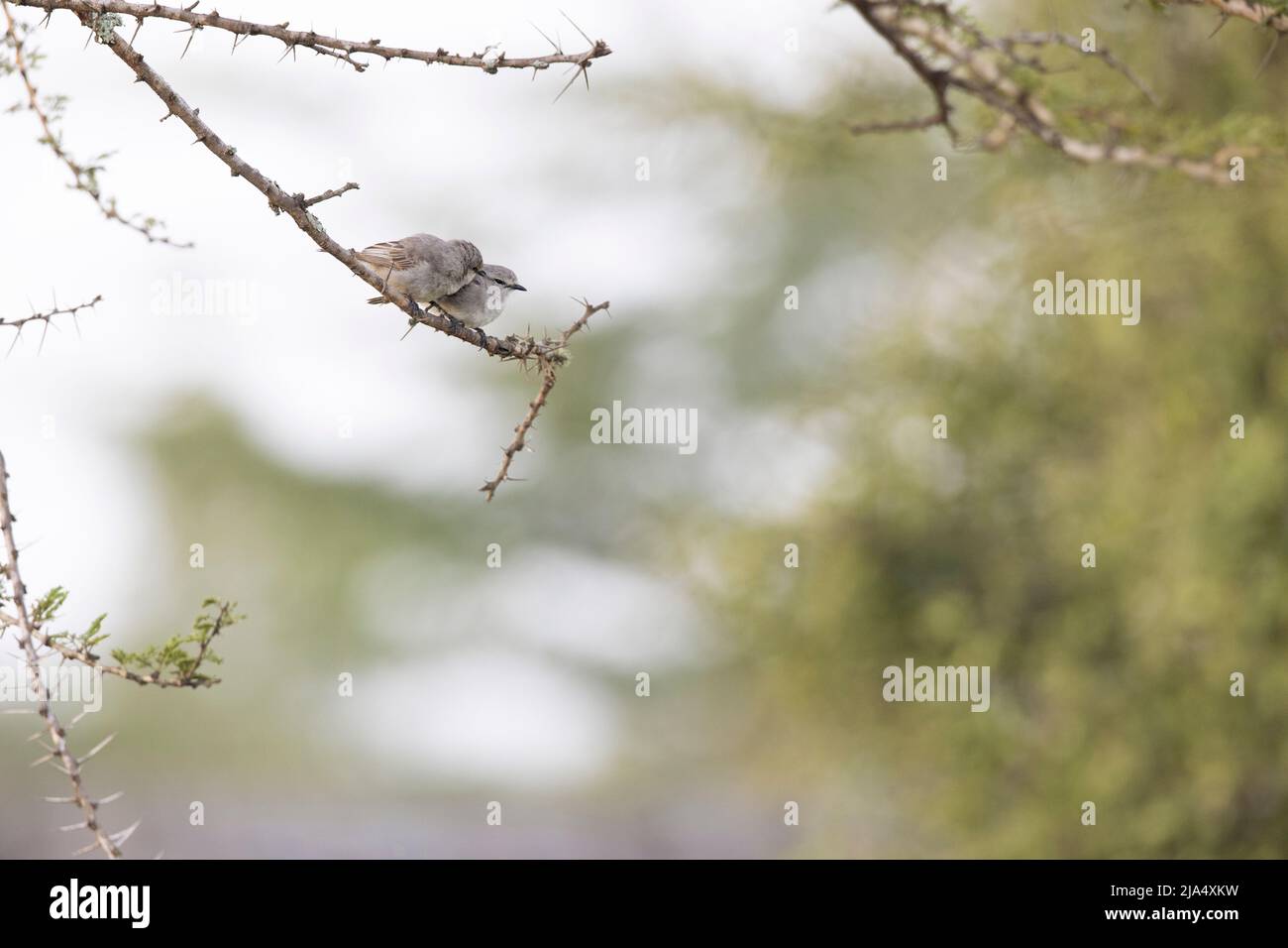 Ein süßes Paar African Grey Flycatchers (Melaenornis microrhynchus), das auf einem Ast steht. Stockfoto