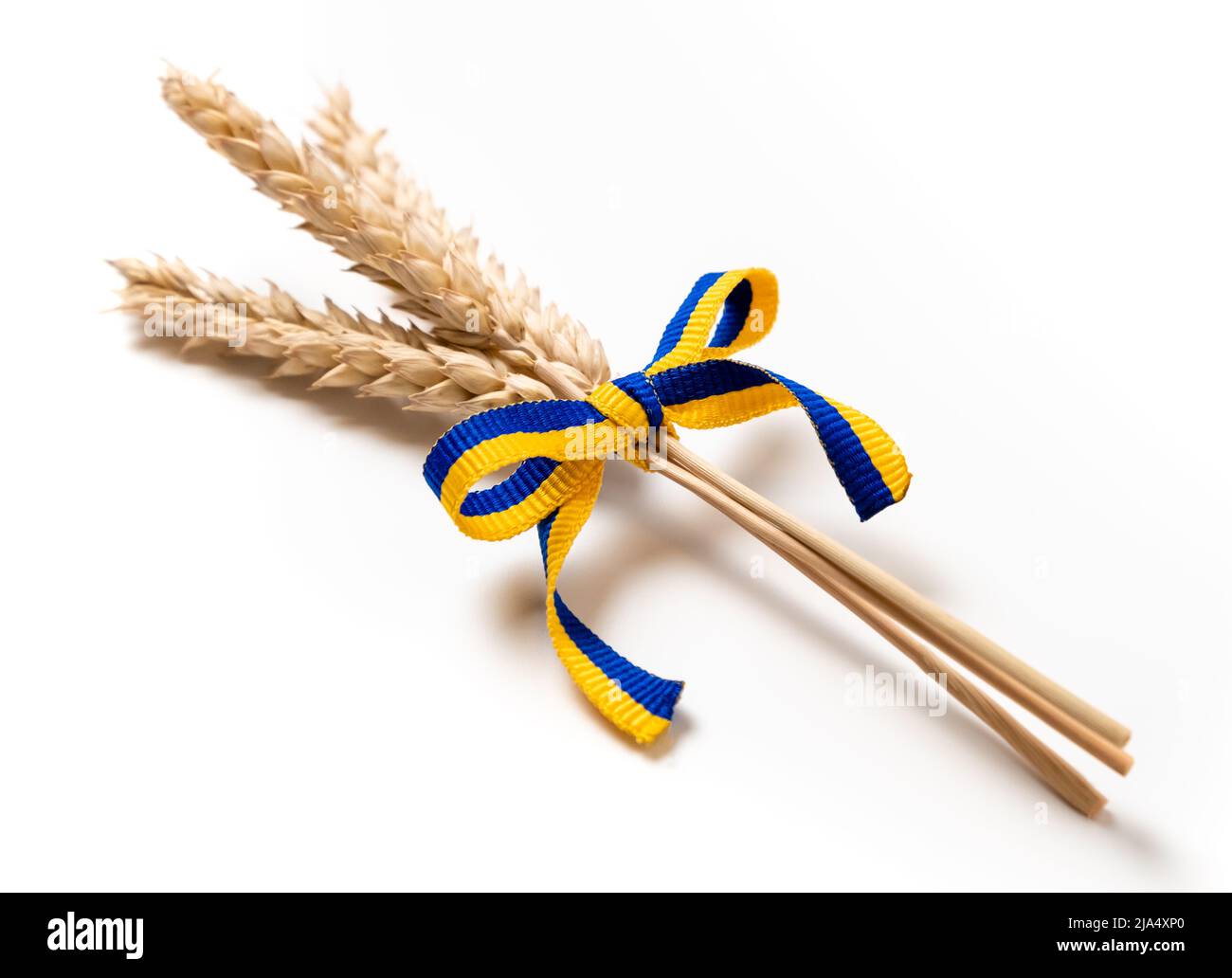Weizenbündel mit gelbem und blauem Band in den Farben der ukrainischen Flagge isoliert auf weiß. Konzept der Nahrungsmittelversorgungskrise und der globalen Nahrungsmittelkrise Stockfoto