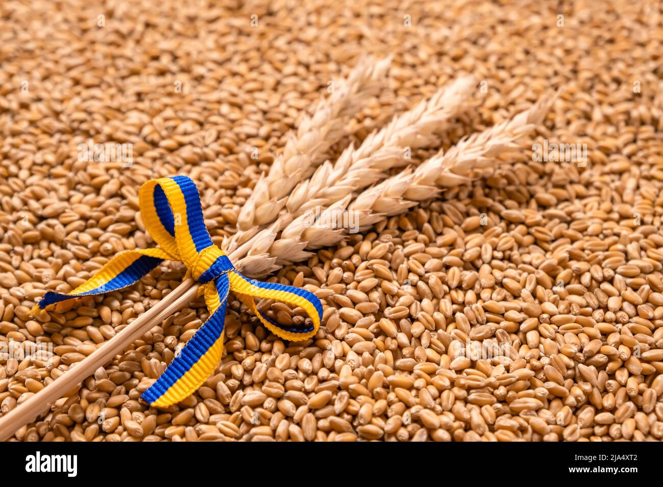 Weizenbündel mit gelbem und blauem Band in den Farben der ukrainischen Flagge auf Kornhaufen als Hintergrund. Konzept der Nahrungsmittelversorgungskrise und global Stockfoto