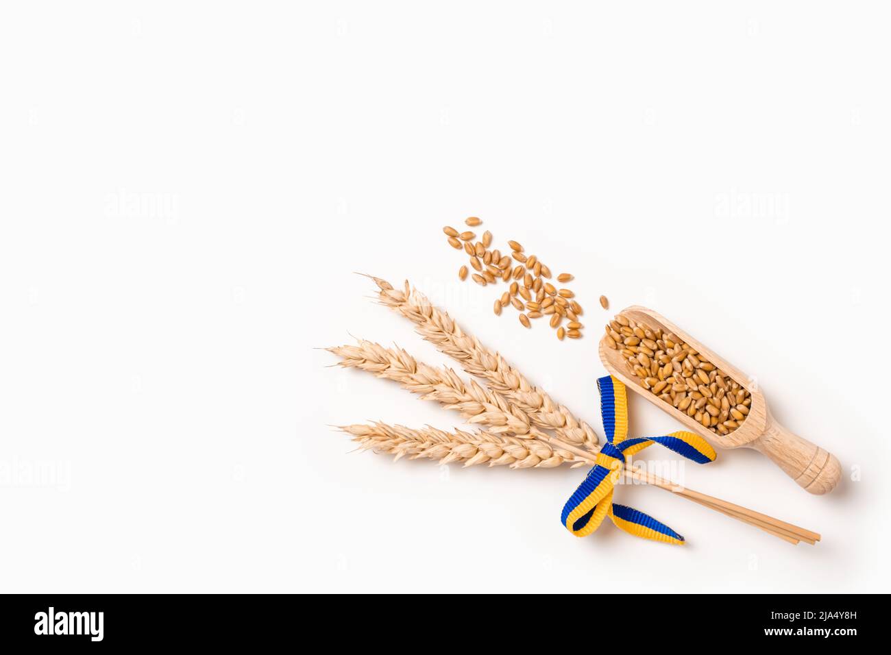 Weizenkorn auf Holzlöffel und ein Paket von Weizenspitzen mit gelbem und blauem Band in den Farben der ukrainischen Flagge isoliert auf weiß. Konzept der Ukraine Stockfoto