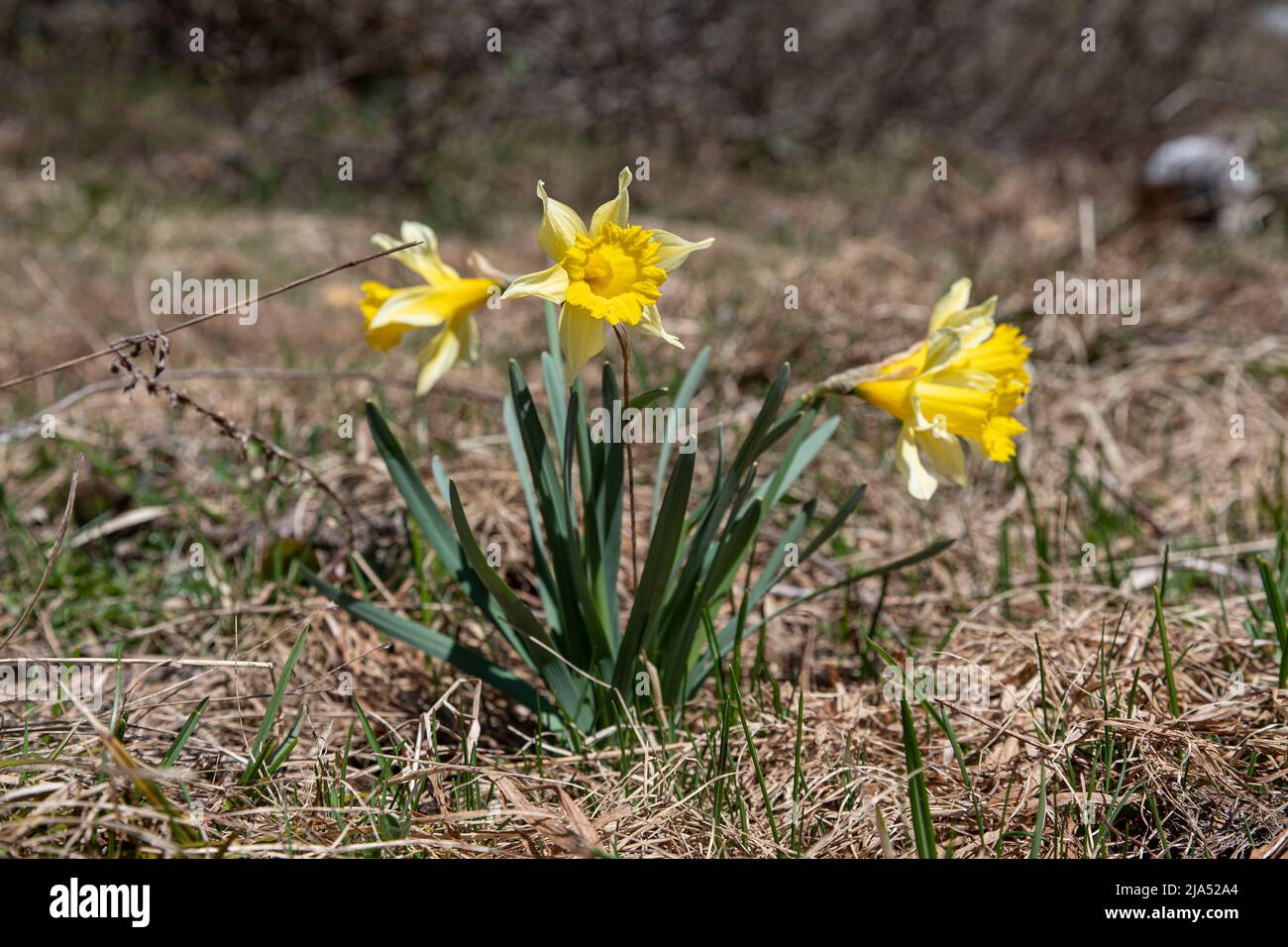 Wilde Narzissen in den Bergen Stockfoto