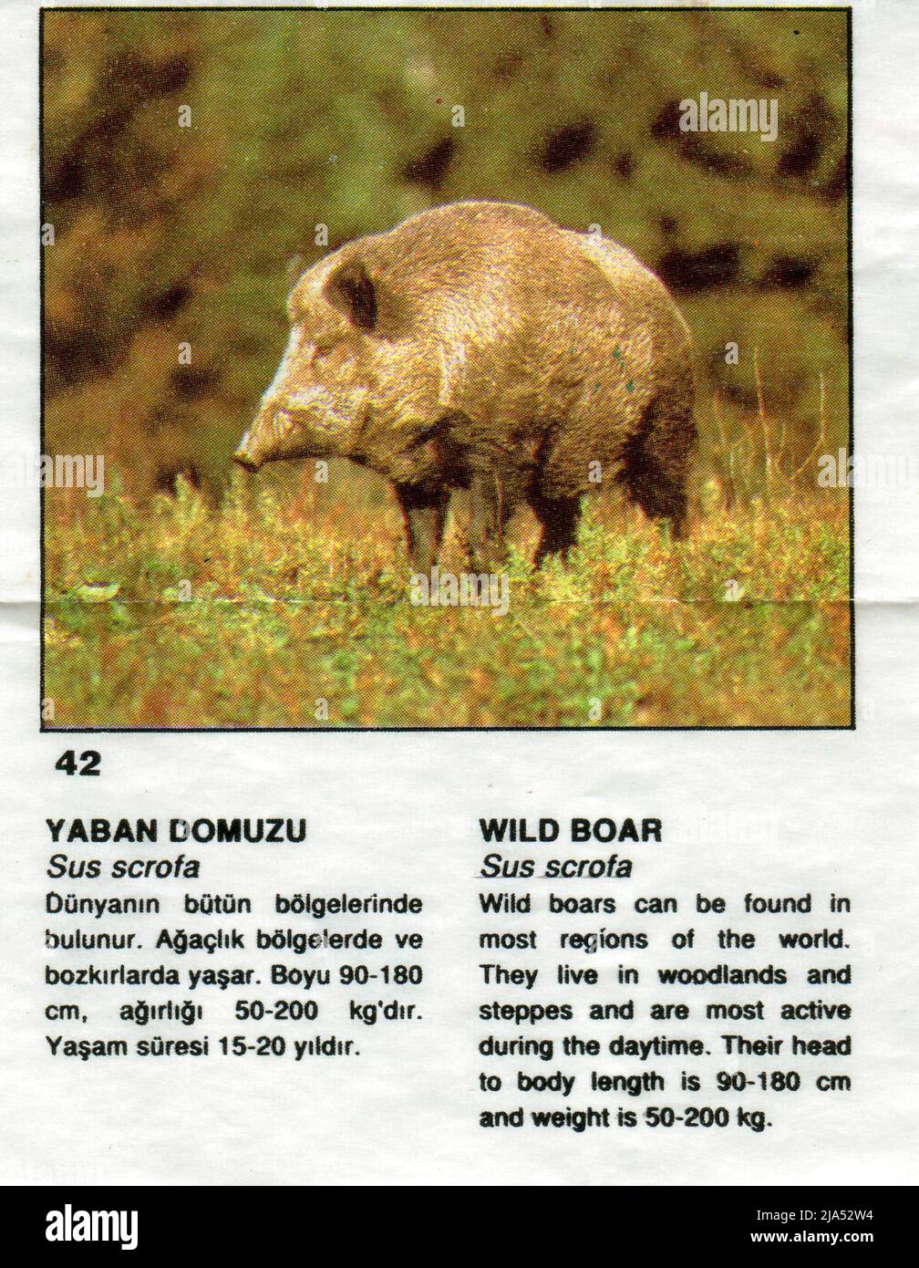 Türkischer Kaugummieinsatz. Wilde Tiere. 1980s. Stockfoto