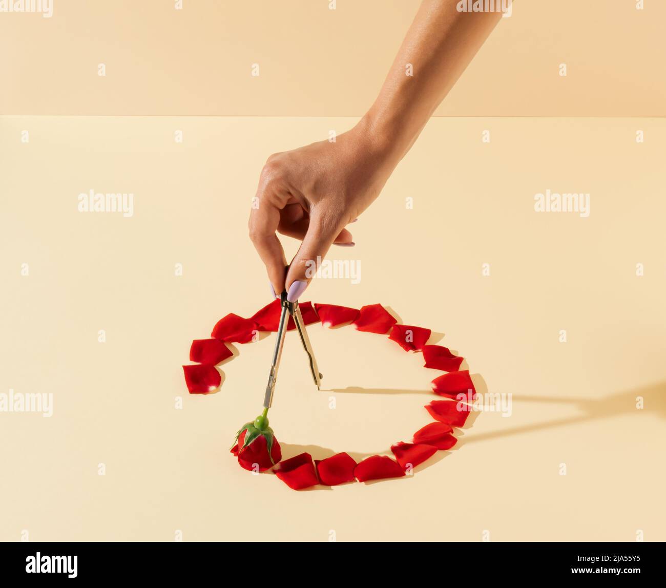 Geometrischer Schulkompass zum Zeichnen von Kreis und roter Rose. Kreativer Kreis aus roten Rosenblättern. Minimale Konzeptkunst. Stockfoto