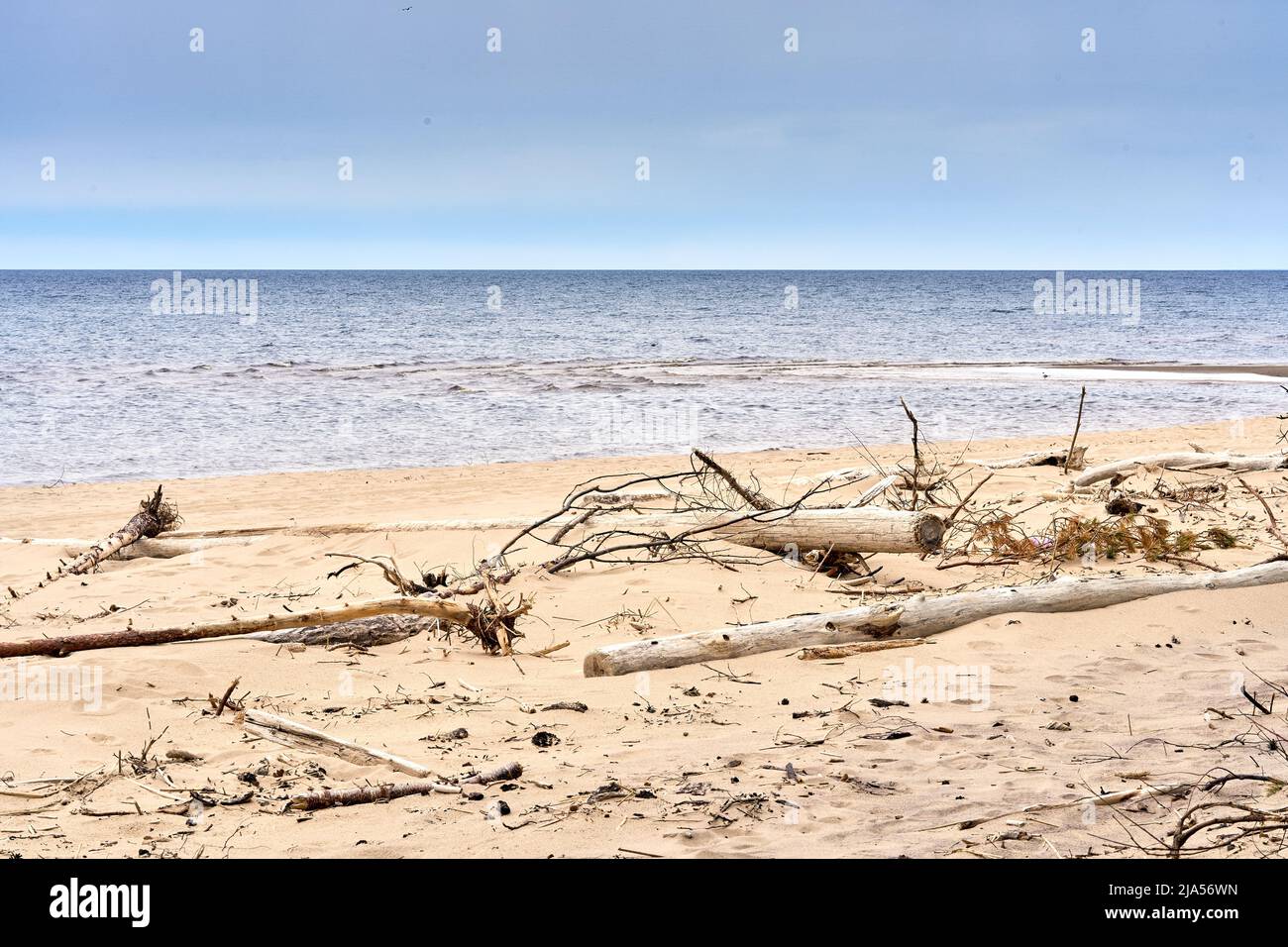 Ostseeküste nach dem Sturm. Umgestürzte Bäume am Strand. Stockfoto