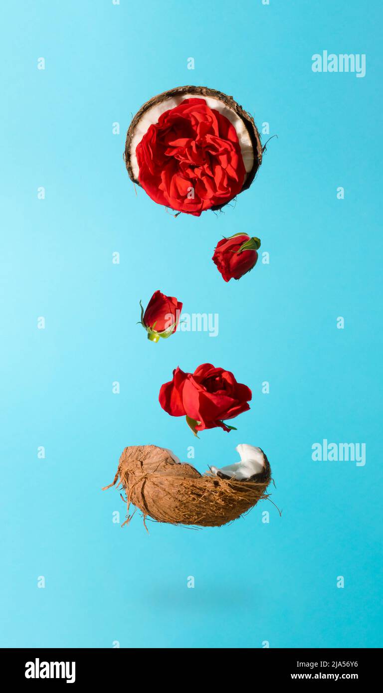 Frische reife und rissige Kokosnuss mit roten Rosenblüten fliegen in der Luft. Tropisches Sommerkonzept. Stockfoto