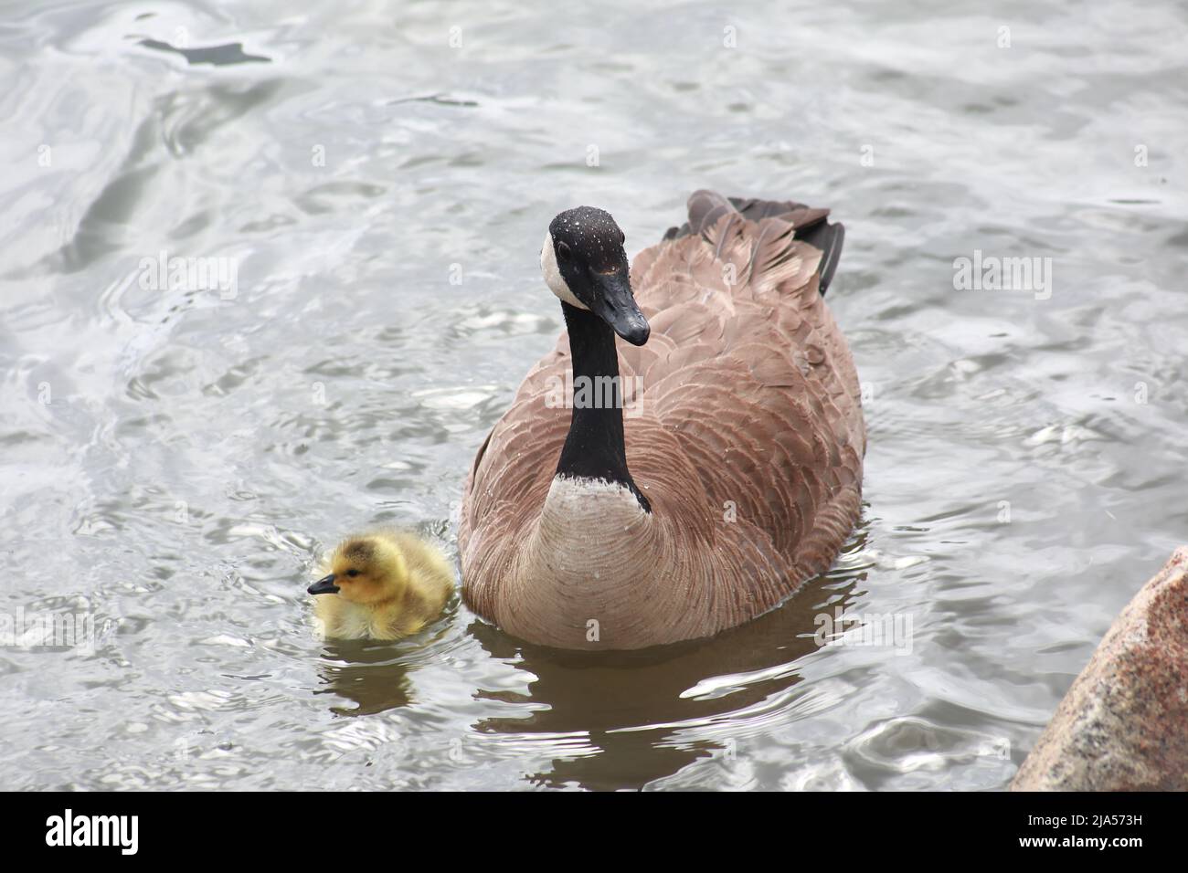 Kanada-Gänse-Familie Stockfoto