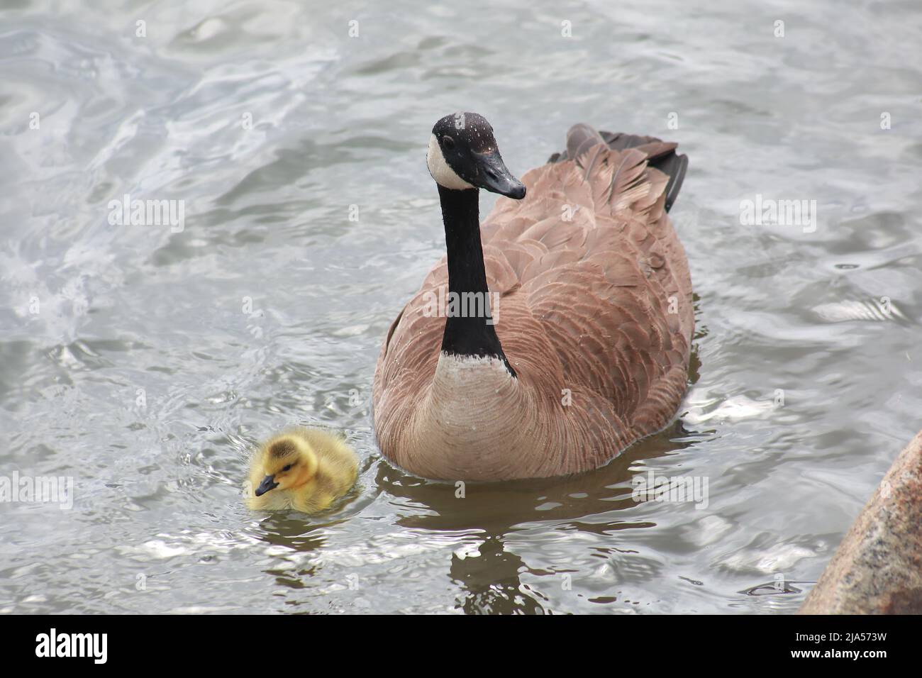 Kanada-Gänse-Familie Stockfoto