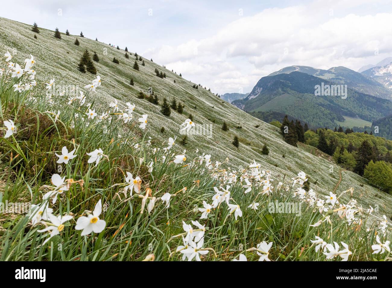Weiße Narzissenblüten auf dem Golica-Berg im Karawanken-Gebirge, Slowenien Stockfoto