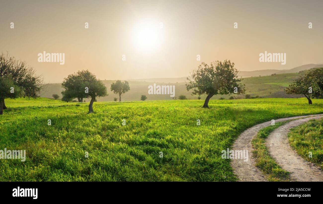 Ruhige zyprische Landschaft mit grünen Feldern und Johannisbrotbäumen. Hintergrundbeleuchtung mit Streulicht Stockfoto
