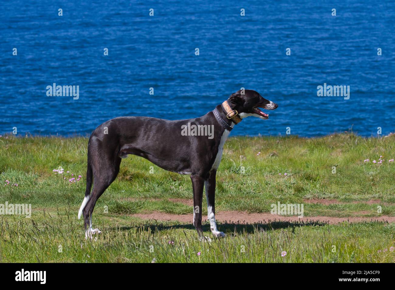 Greyhound auf einem Klippenpfad mit blauem Meer dahinter Stockfoto