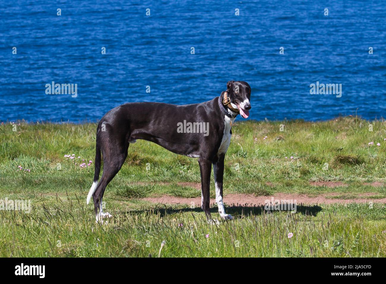 Greyhound auf einem Klippenpfad mit blauem Meer dahinter Stockfoto