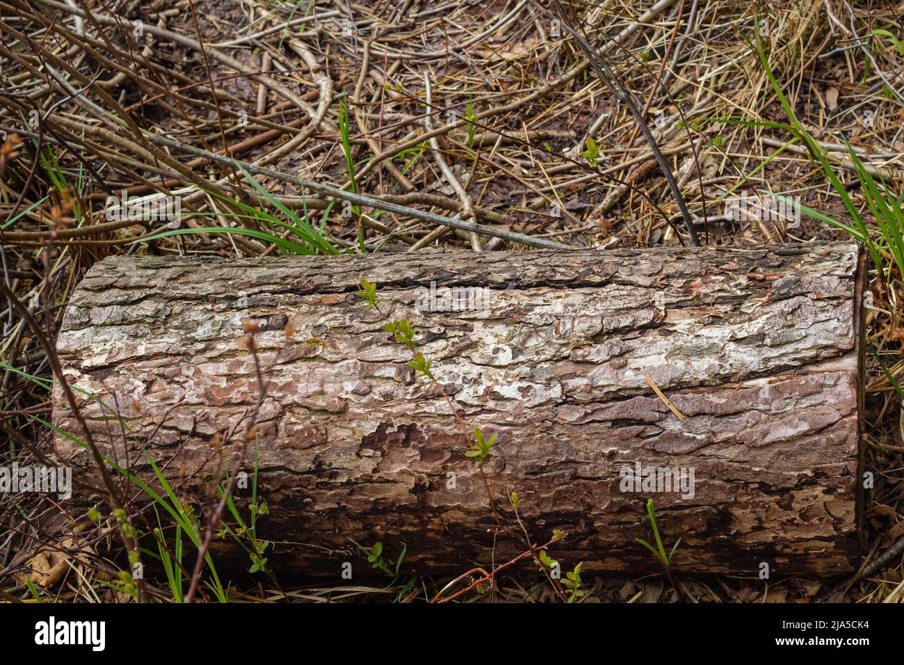 Stück Holzholz mit Wald auf dem Hintergrund. Altes Holz, Baumstamm, Stamm mit Moos und Gras. Selektiver Fokus, niemand. Stockfoto