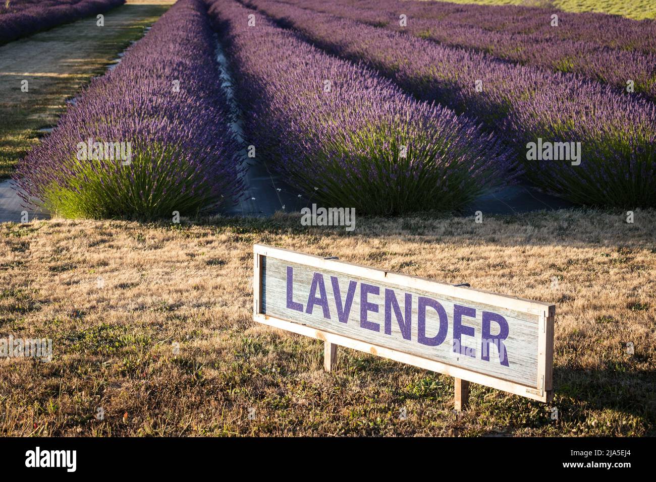 Lila Lavendelfeld mit Lavendelschild in Sequim, WA Stockfoto