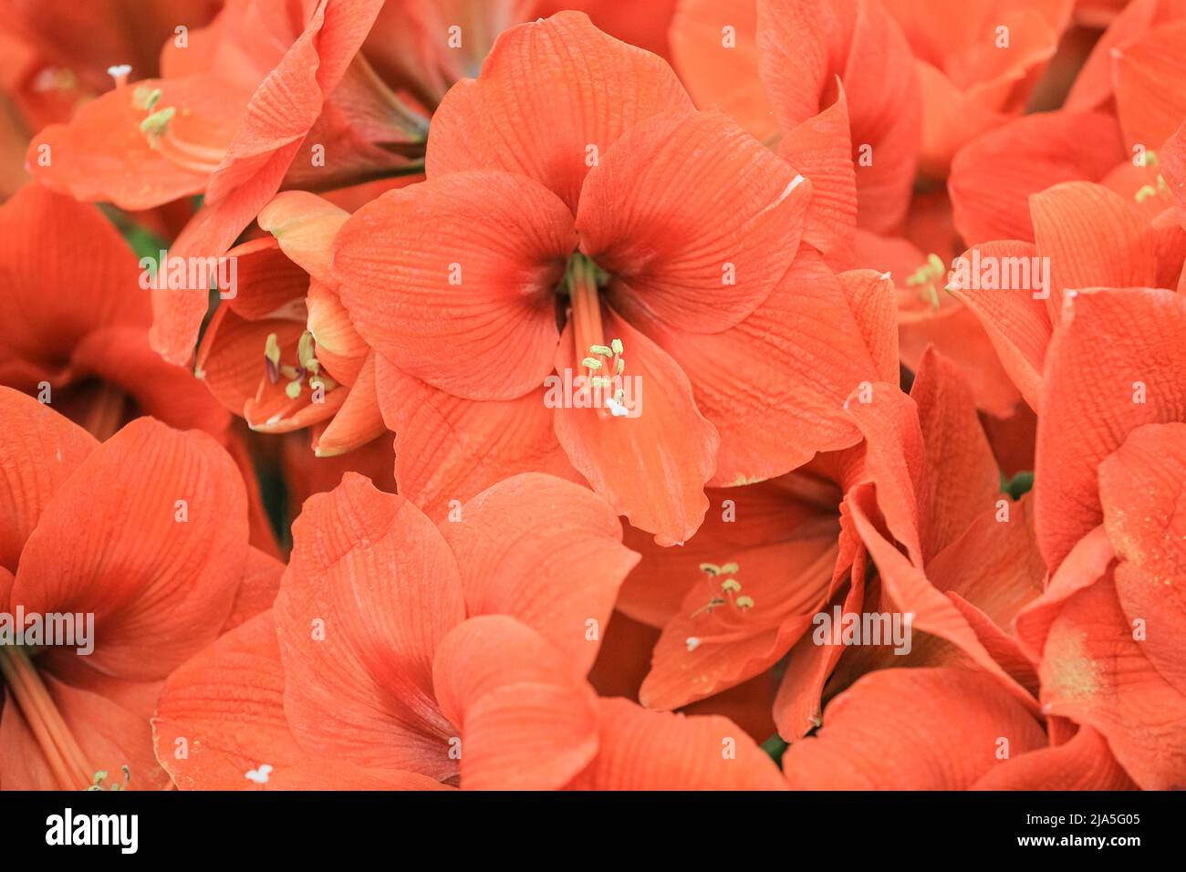 Amaryllis Naranja (Hippeastrum Naranja), Nahaufnahme von orangen und roten Blüten Stockfoto