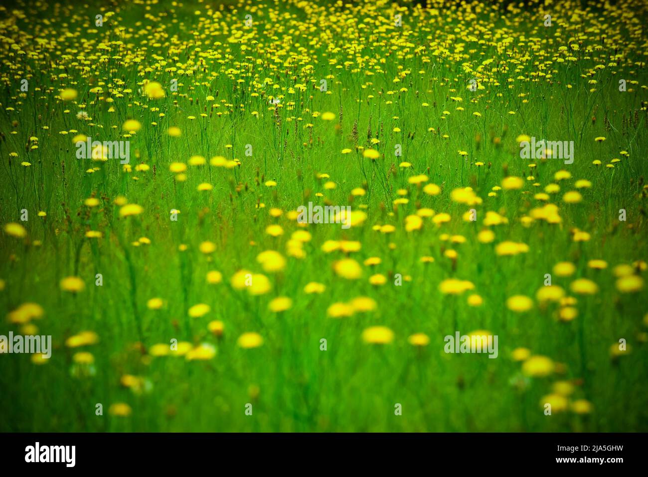 Blumen in Pampas Umwelt - Argentinien. Stockfoto