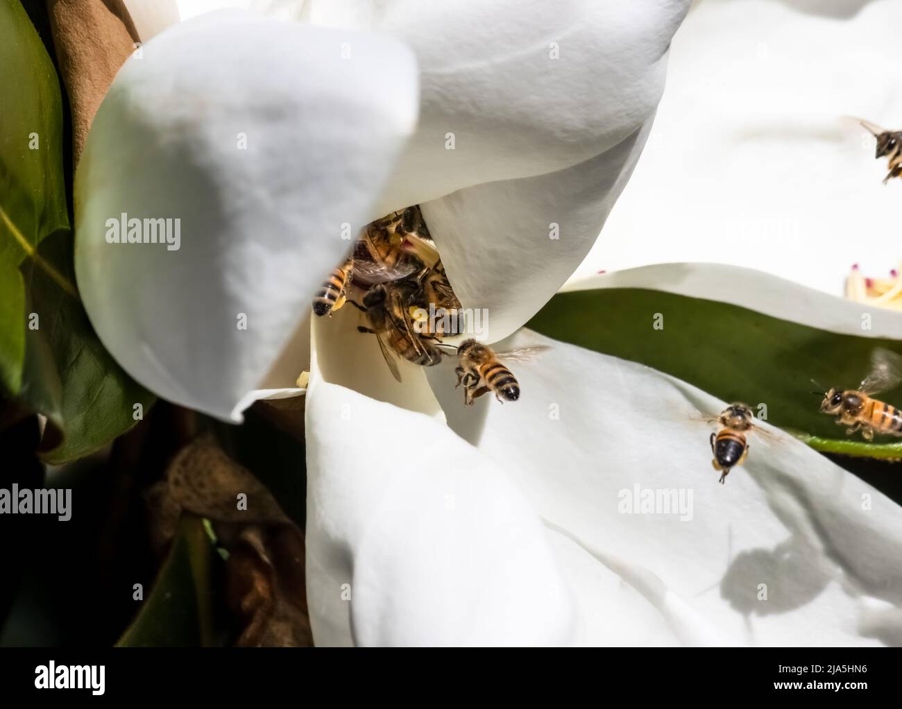 Honigbienen sammeln im Rausch Pollen von einer weißen Magnolie, die im Frühjahr in geringer Tiefenschärfe aufblüht Stockfoto