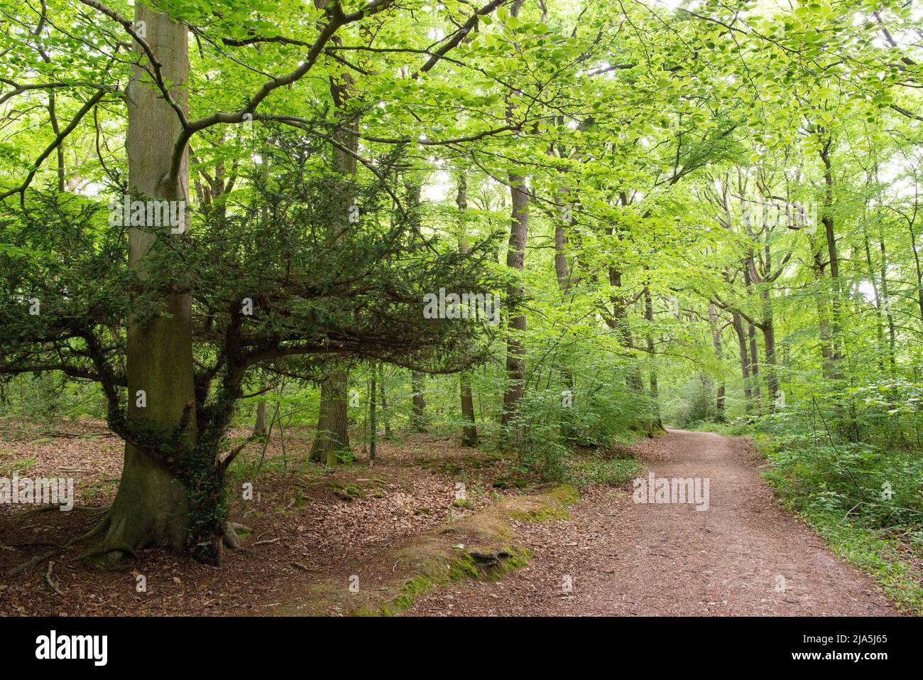 Eine Eibe, die sich um eine Buche im Blean Woods RSPB, Kent, Großbritannien, gekräuselt hat Stockfoto