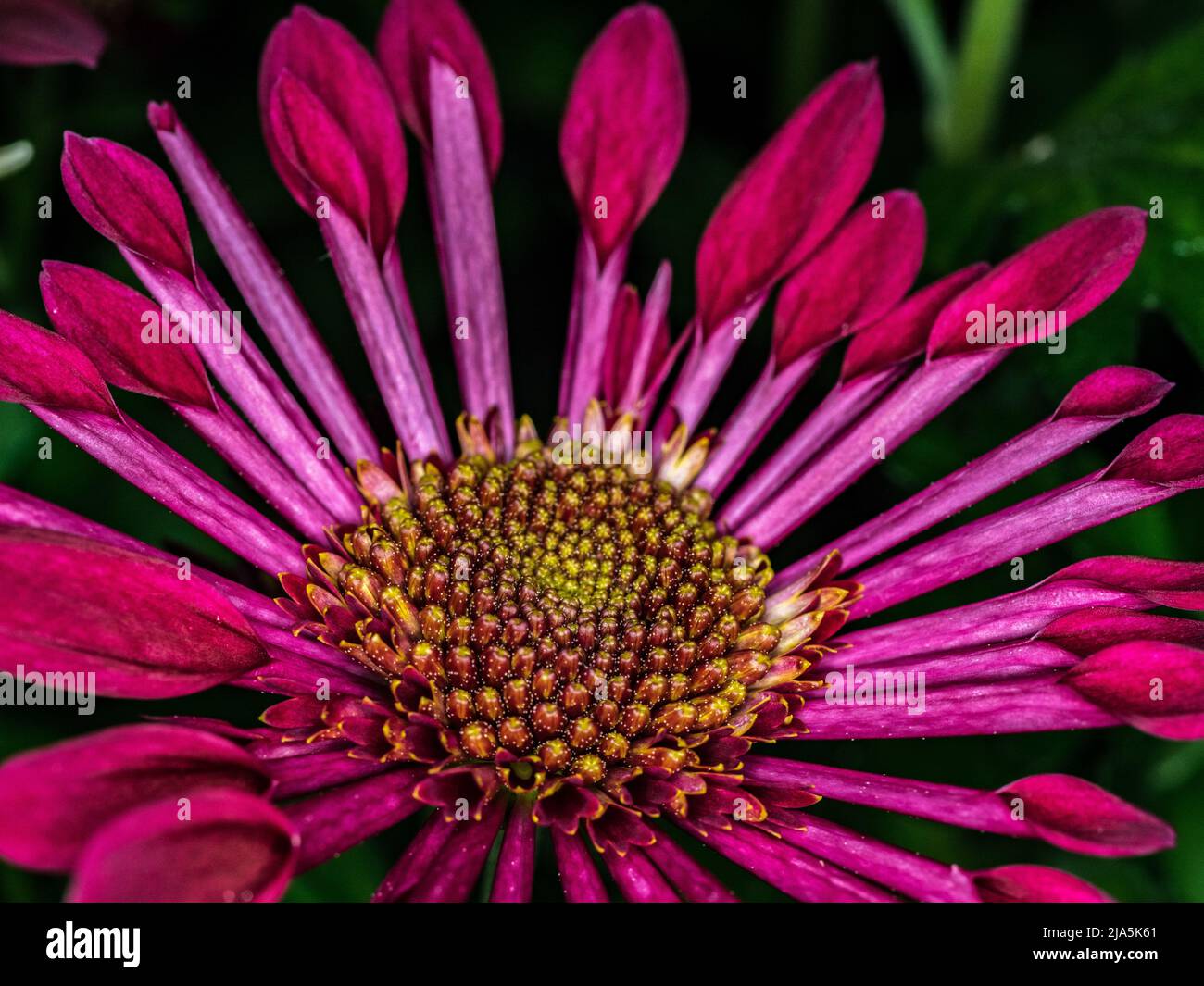 Nahaufnahme der purpurnen Chrysanthemum Blossom Stockfoto