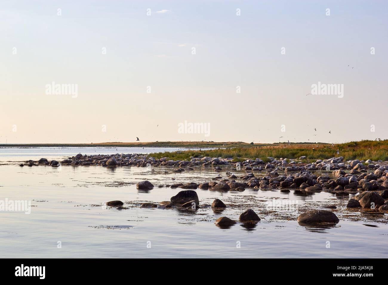 Die Küste von Hirsholmene, Abendlicht; Dänemark Stockfoto