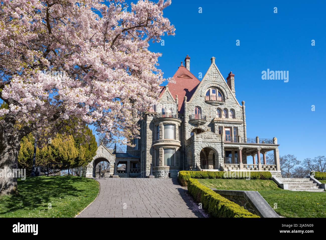 Craigdarroch Castle außen mit voller Kirschblüte während der Frühjahrssaison. Victoria, BC, Kanada. Stockfoto