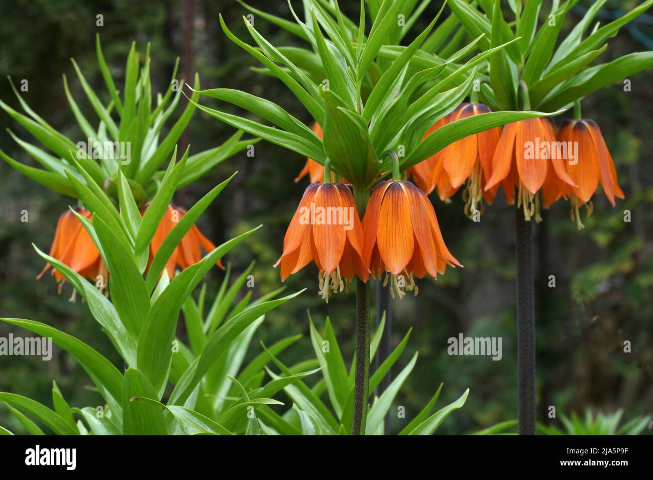 Blühende Pflanzen Fritillaria imperialis im Garten. Fritillaria imperialis (Krone kaiserlich, kaiserlich fritillary oder Kaiserkrone) Stockfoto