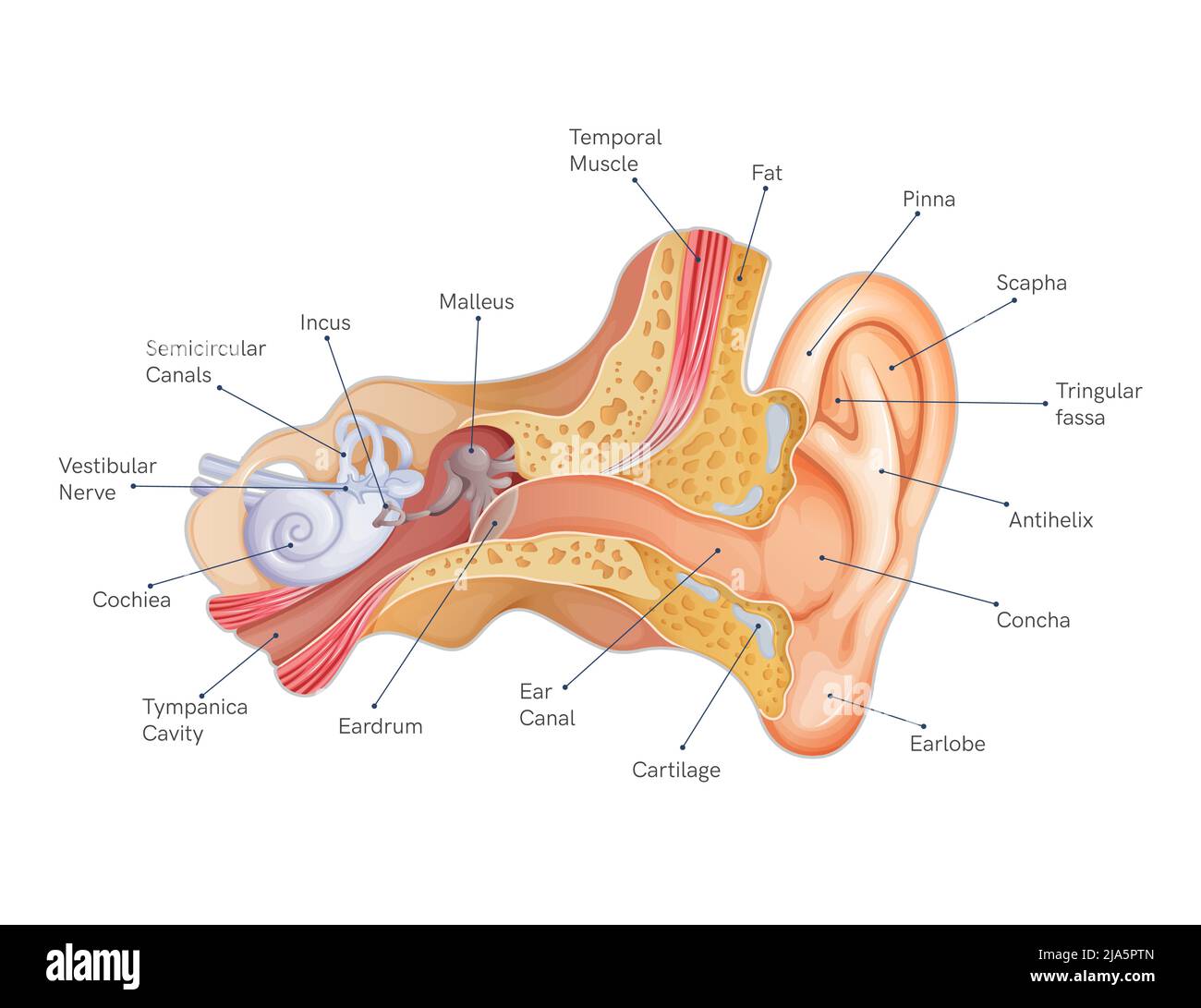 Anatomie Des Menschlichen Ohrs Ausgeschnittene Stockfotos Und bilder anatomie-des-menschlichen-ohrs-ausgeschnittene-stockfotos-und-bilder
