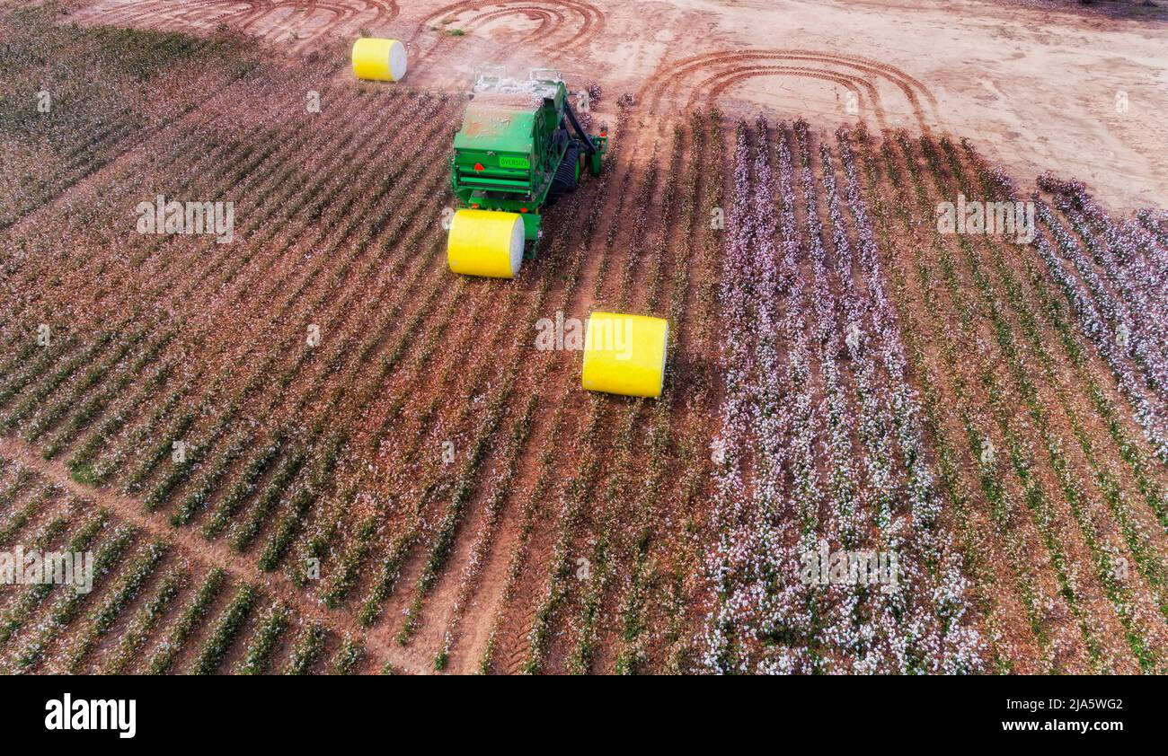 Gelb verpackte Rollen geernteter Rohbaumwolle auf einer Agrarbaumwollfarm in NSW, Australien mit Ernteschlepper. Stockfoto