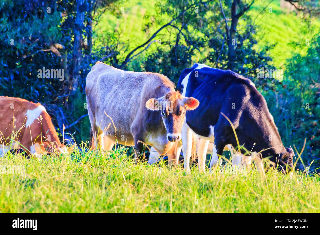 Grüne Weide auf bewirtschafteten landwirtschaftlichen Milchviehbetrieben im Bega-Tal in Australien mit Milchkühen und Stieren. Stockfoto