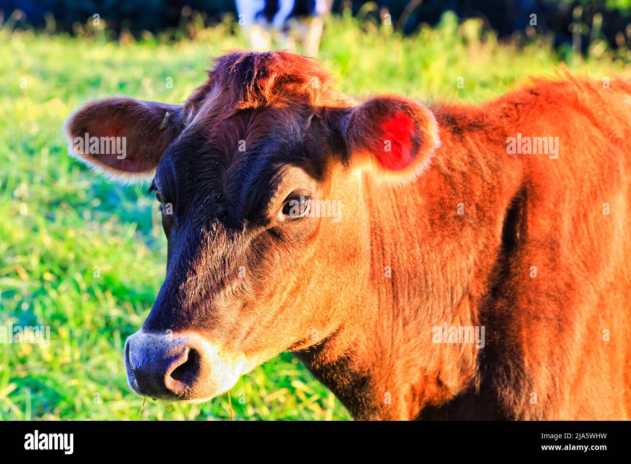 Nahaufnahme eines jungen braunen Stiers auf einer Weide mit kultivierter Landwirtschaft im Bega Valley in Australien. Stockfoto