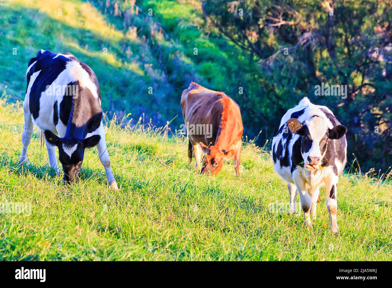 Schwarz-weiße Milchkühe auf einem landwirtschaftlichen Milchviehbetrieb im Bega-Tal in Australien - kultivierte Landschaft. Stockfoto