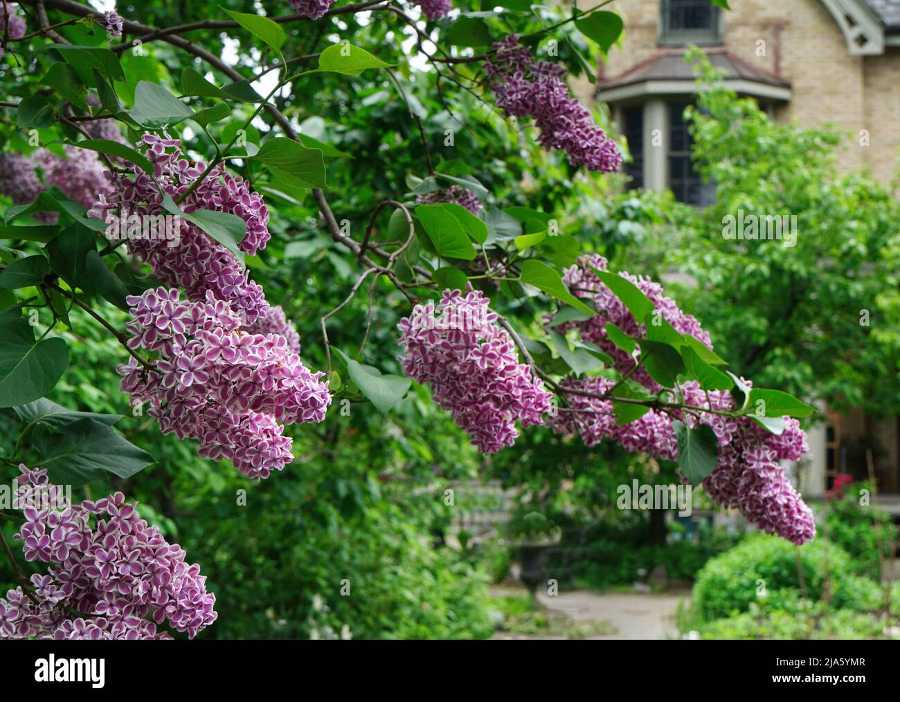 Flieder mit bunten Blüten, violette Zentren mit weißen Rändern, Rebsorte namens Sensation Stockfoto