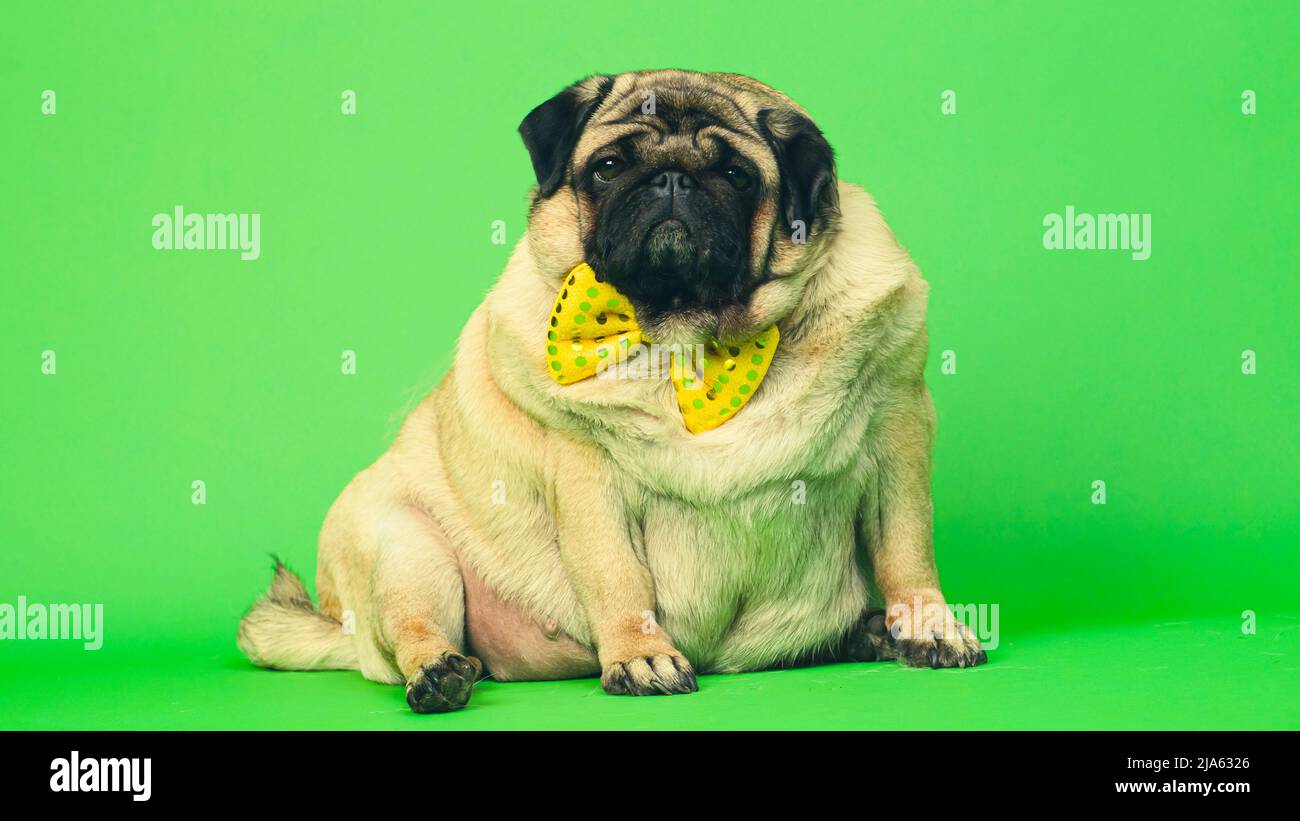 Gelber chromakey Fotos und Bildmaterial in hoher Auflösung Alamy