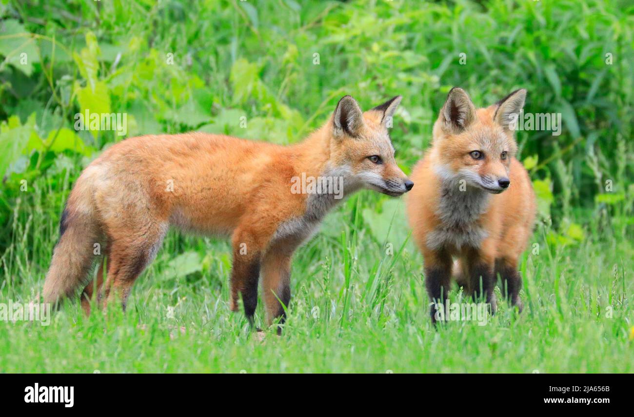 Junge rote Füchse spielen im Gras mit grünem Vorder- und Hintergrund Stockfoto