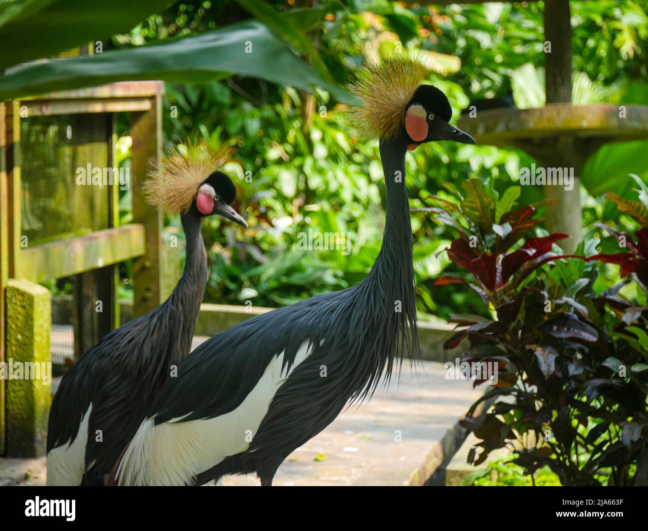 Schwarzer Kranich (Balearica pavonina), der im Park herumstreift Stockfoto