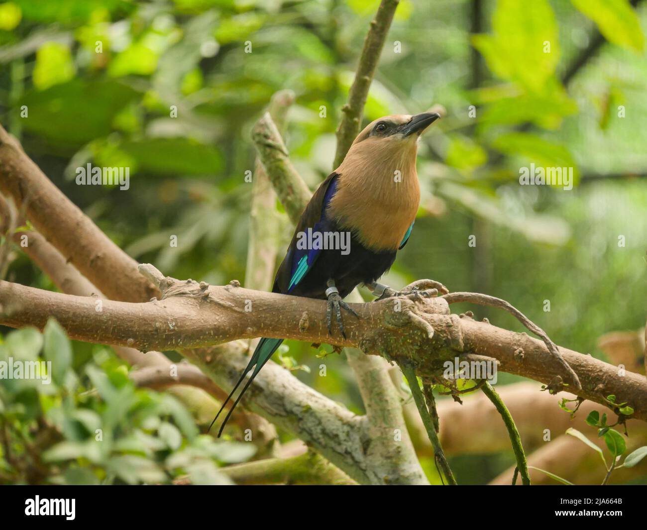 Blaubauchiger Rollvögel (Coracias cyanogaster), der auf einem Ast eines Baumes sitzt Stockfoto