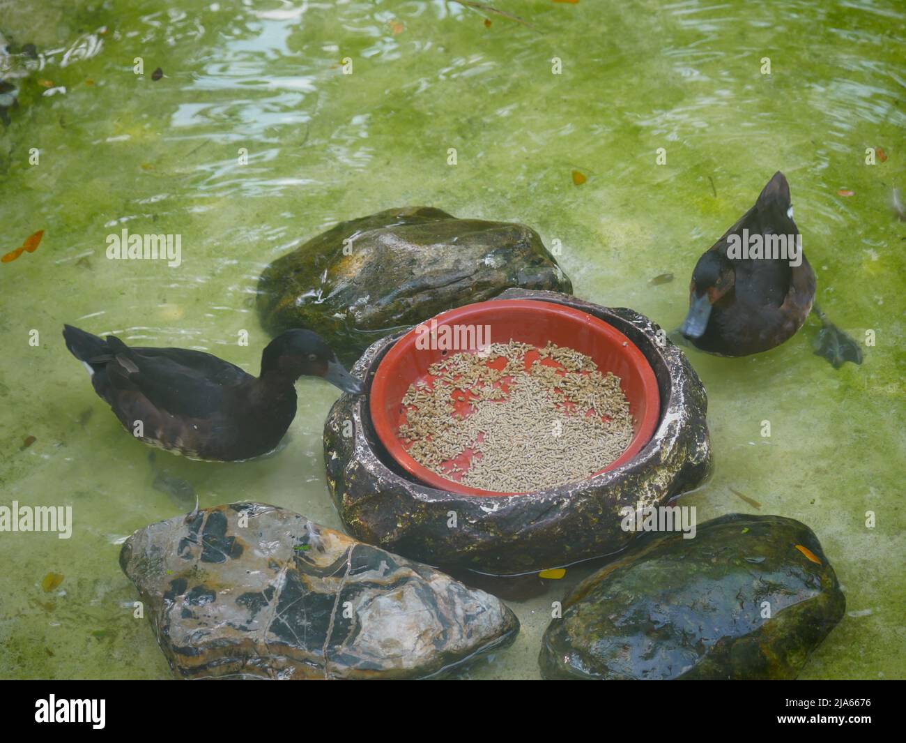 Kleine braune enten Fotos und Bildmaterial in hoher Auflösung Alamy