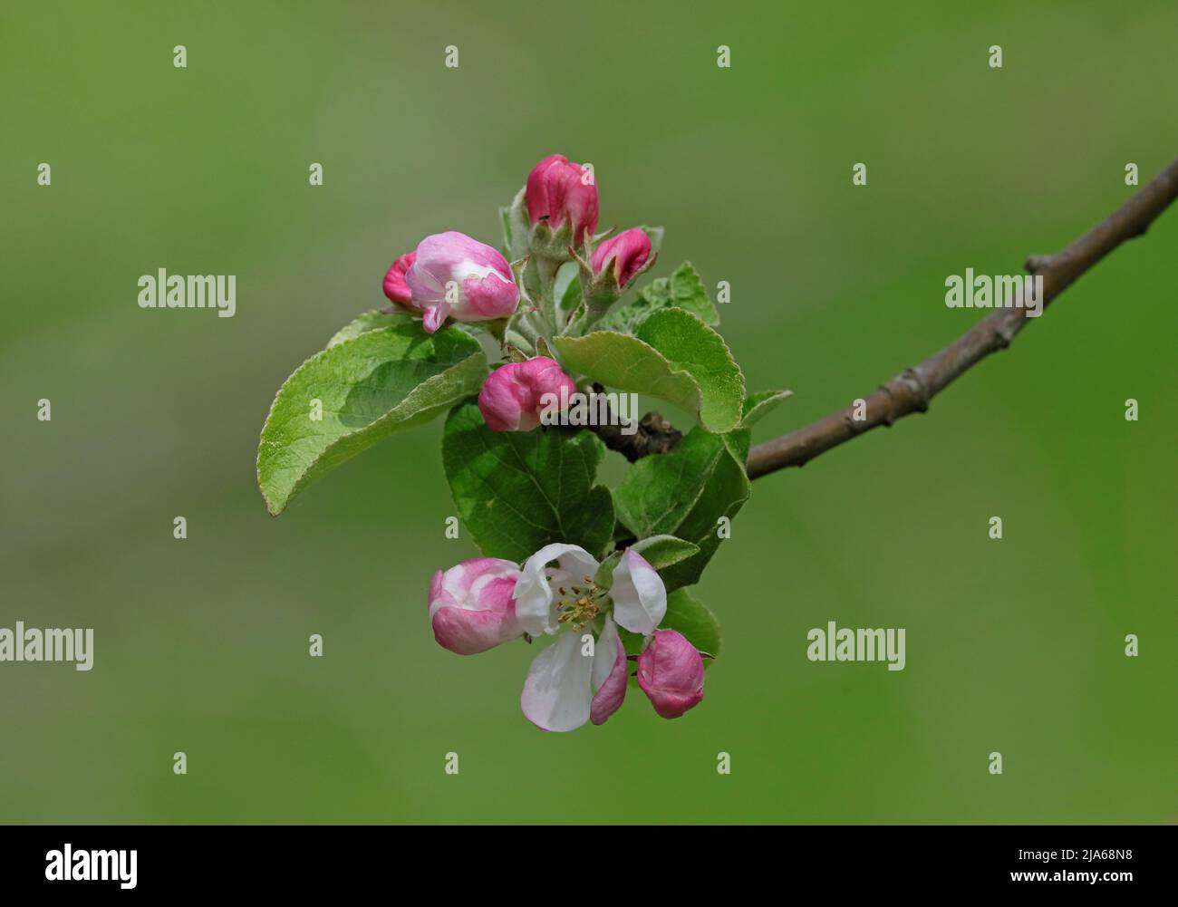 Apfelblüten auf Zweig, isoliert mit grünem Hintergrund Stockfoto