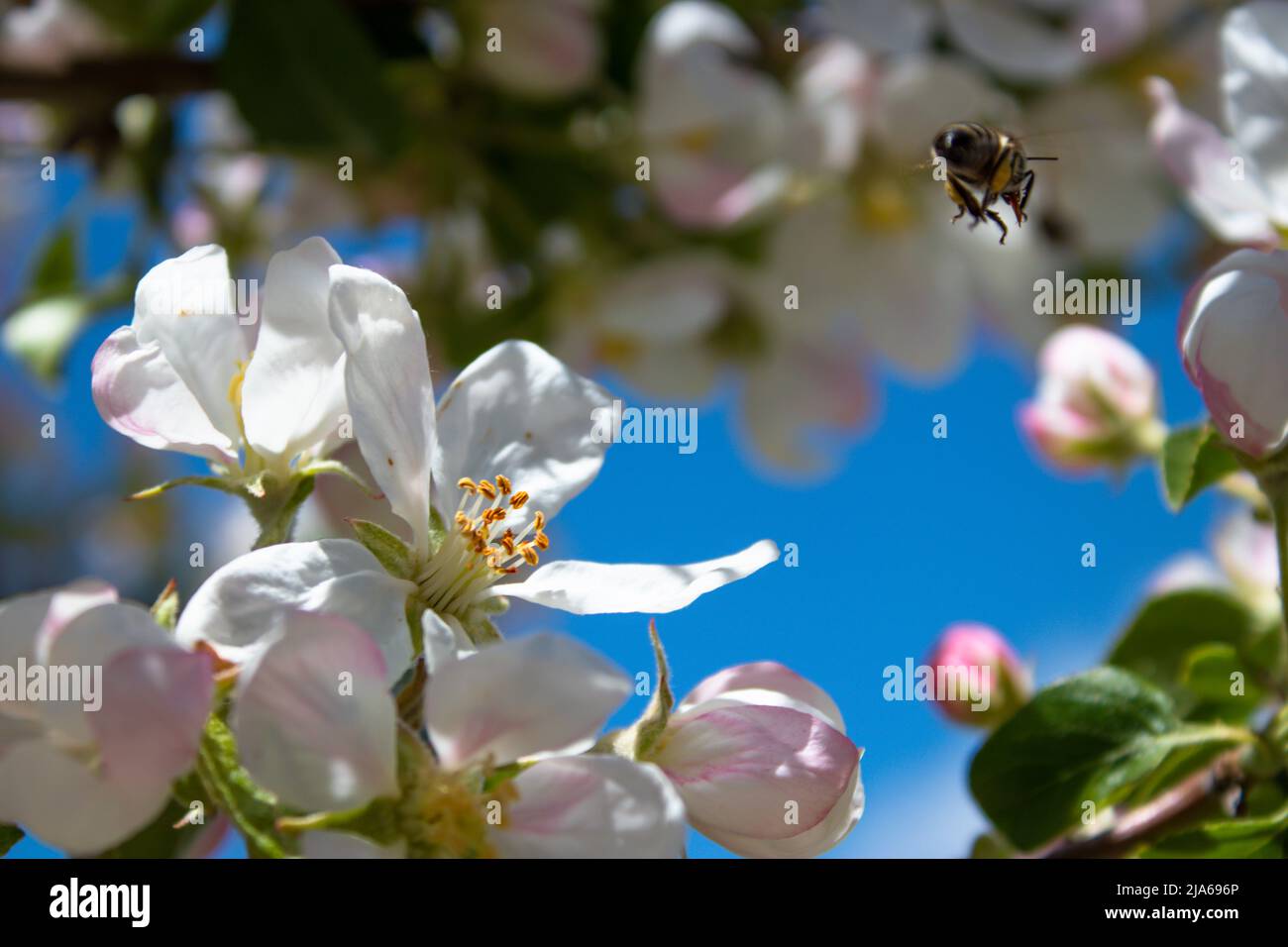 Biene fliegt über Blumen Stockfoto