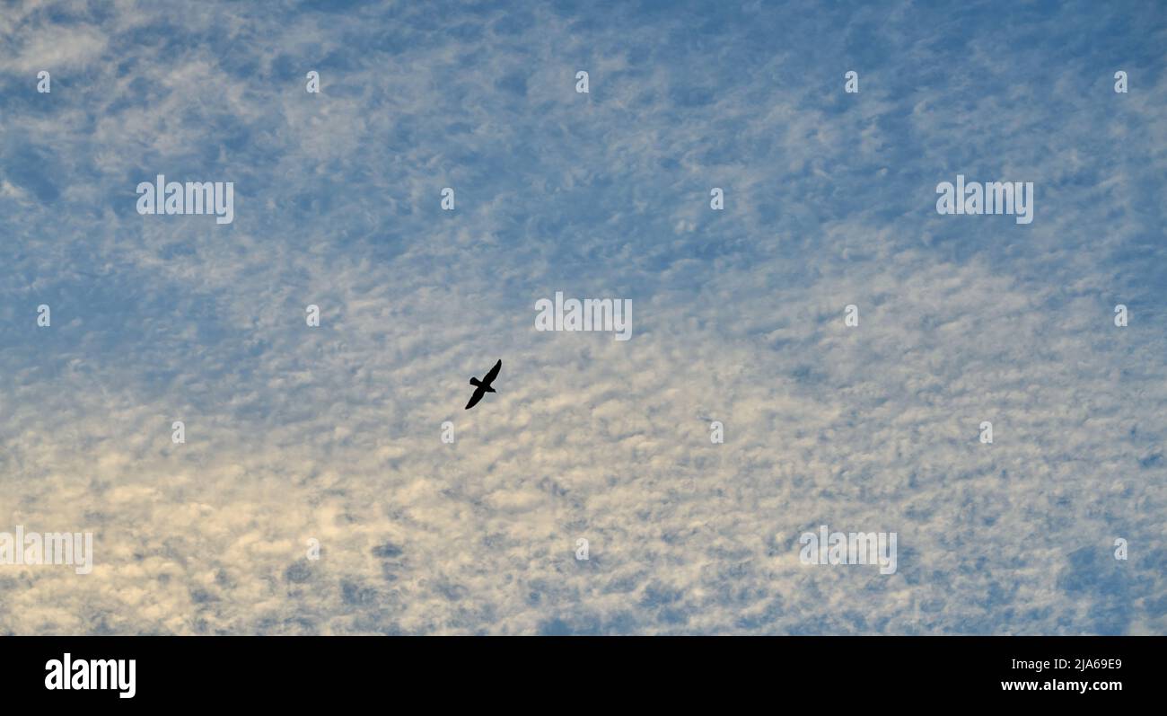 Eine Silhouette eines Vogels im Flug am Abendhimmel. Stockfoto Eine Silhouette eines Vogels im Flug am Abendhimmel. Stockfoto