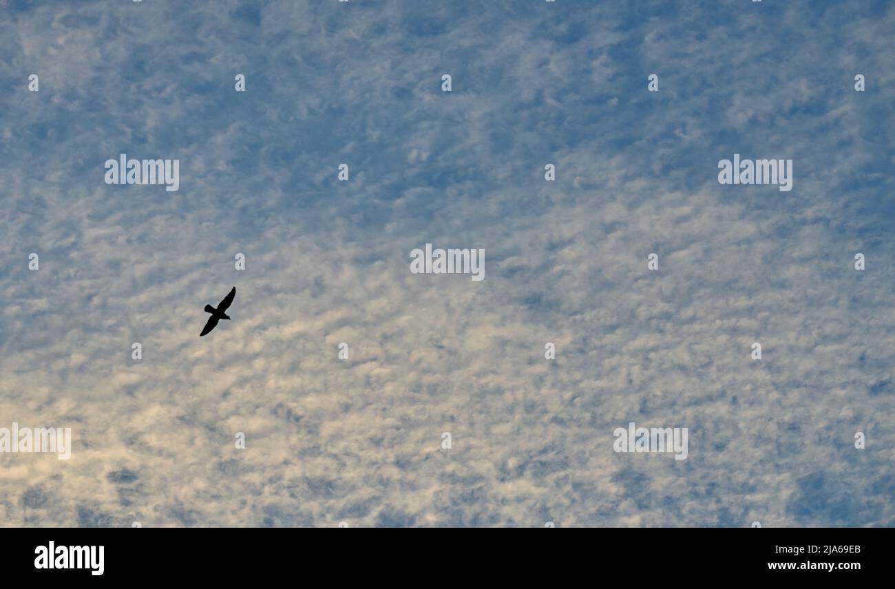 Eine Silhouette eines Vogels in einem bewölkten Himmel kurz nach Sonnenuntergang. Stockfoto Eine Silhouette eines Vogels in einem bewölkten Himmel kurz nach Sonnenuntergang. Stockfoto