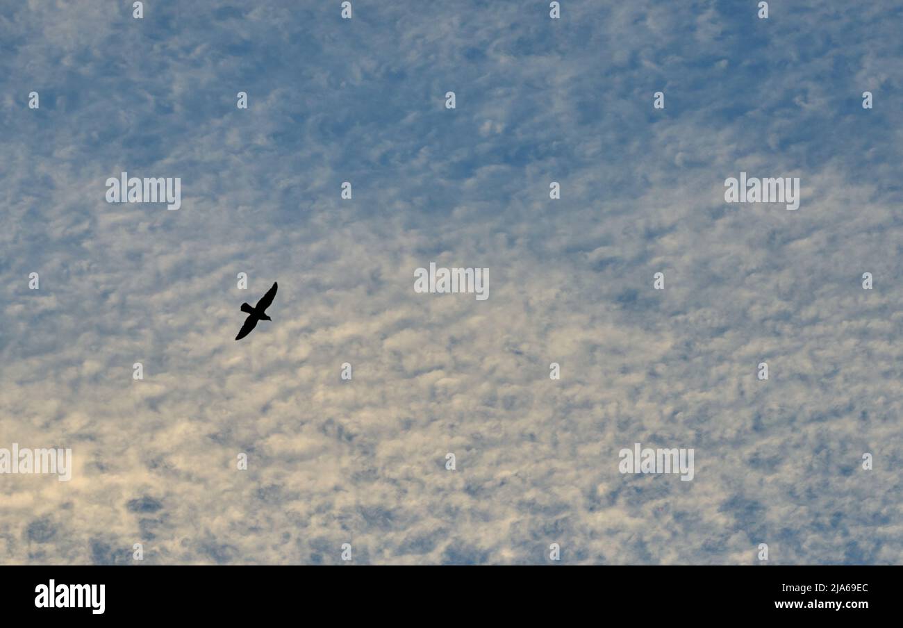 Eine Silhouette eines Vogels im Flug am Abendhimmel. Stockfoto Eine Silhouette eines Vogels im Flug am Abendhimmel. Stockfoto