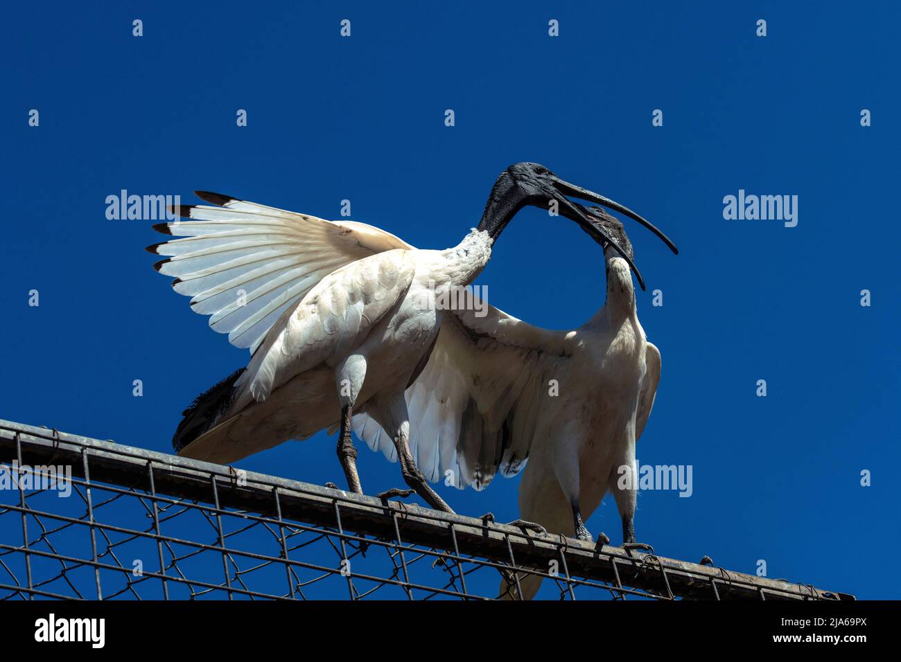 Ein australischer weißer Ibis (Threskiornis molucca), der in Sydney, NSW, Australien, Jungtiere ernährt (Foto: Tara Chand Malhotra) Stockfoto