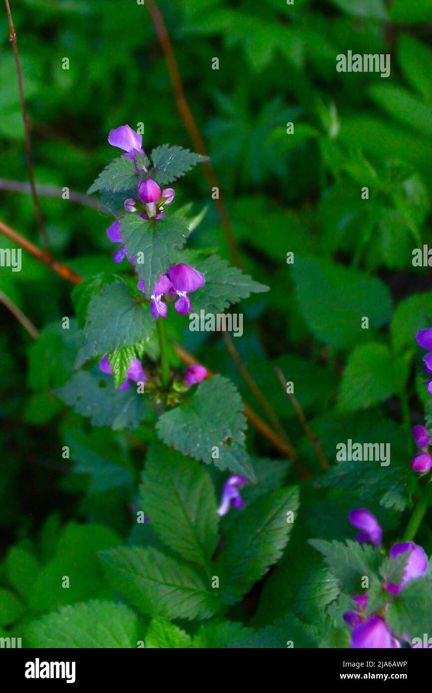 Blühende Waldblüte im frühen Frühjahr Stockfoto