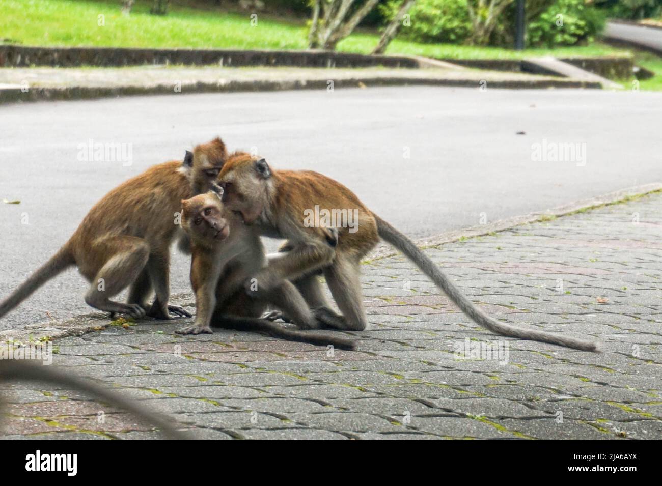 Affenfamilie, die einem Freund ein Geheimnis erzählt Stockfoto